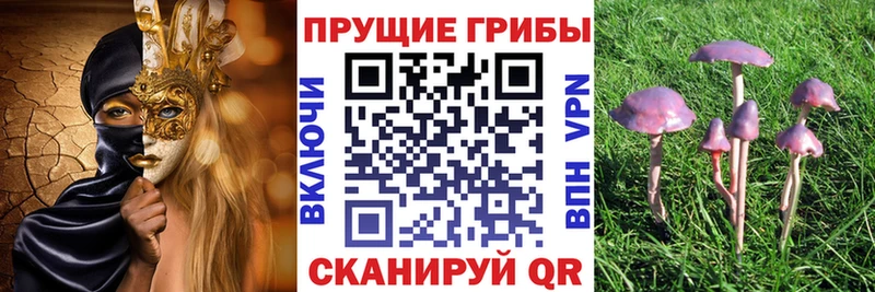 купить наркоту  Арамиль  ОМГ ОМГ рабочий сайт  Галлюциногенные грибы Cubensis 